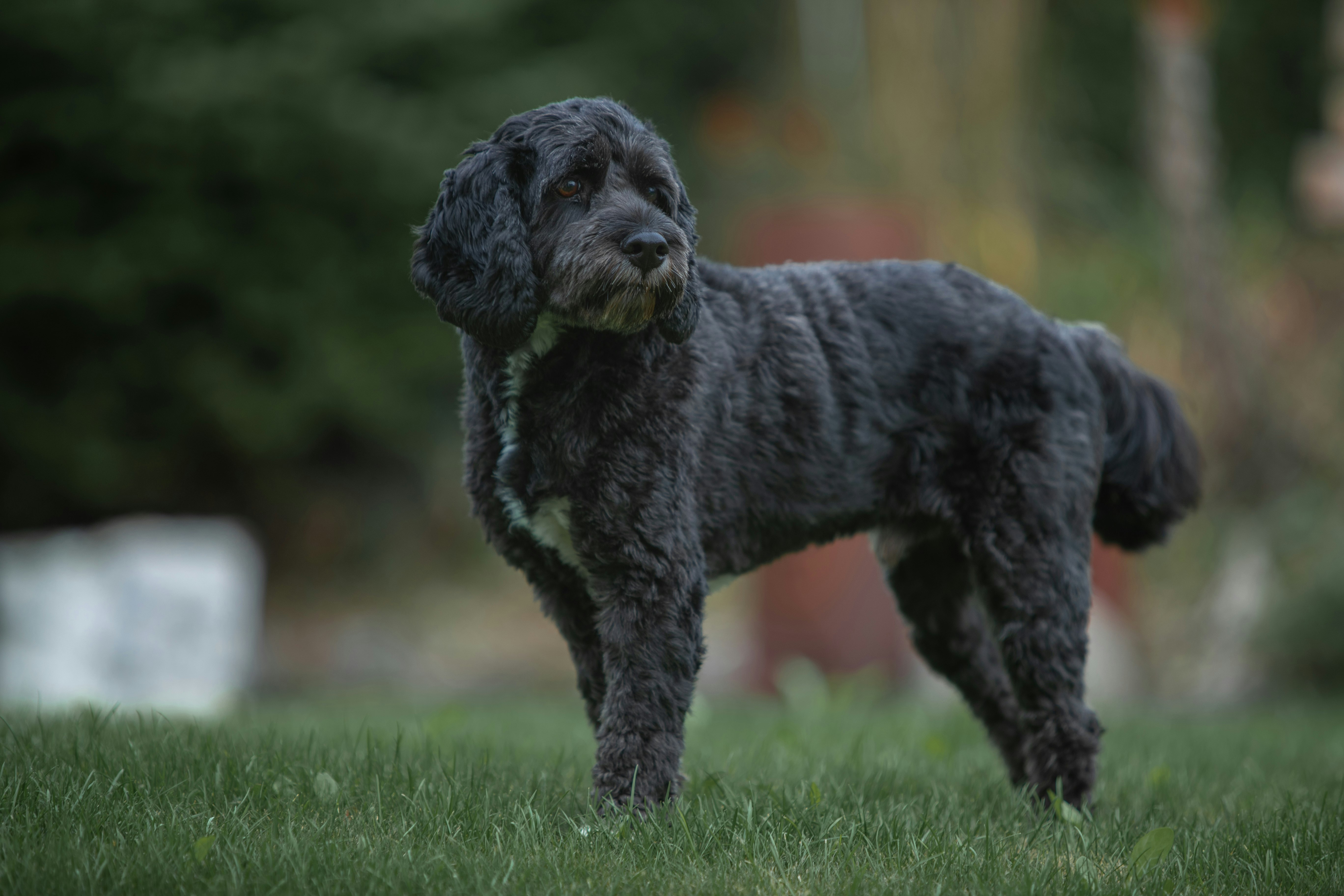 black and white short coated dog running on green grass field during daytime